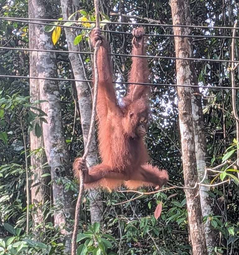 Kuching, Malaysia:  I’ll Be Back